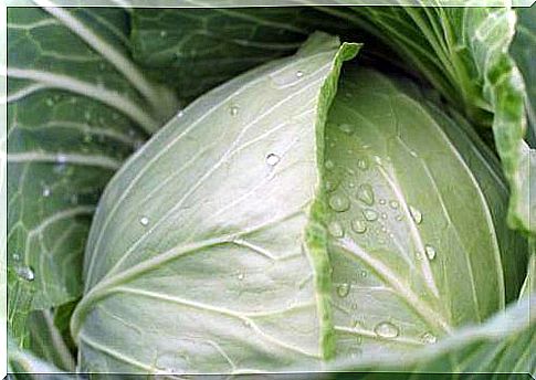 cabbage