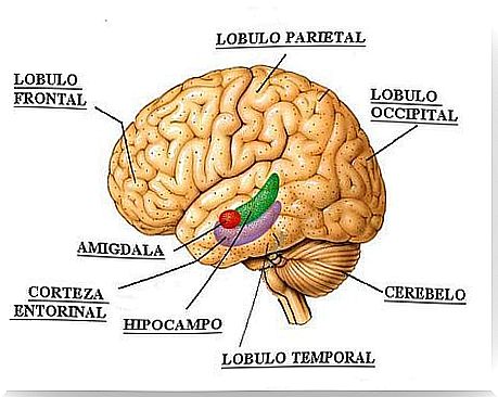 Depression and the brain