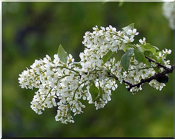 Angelica Infusion