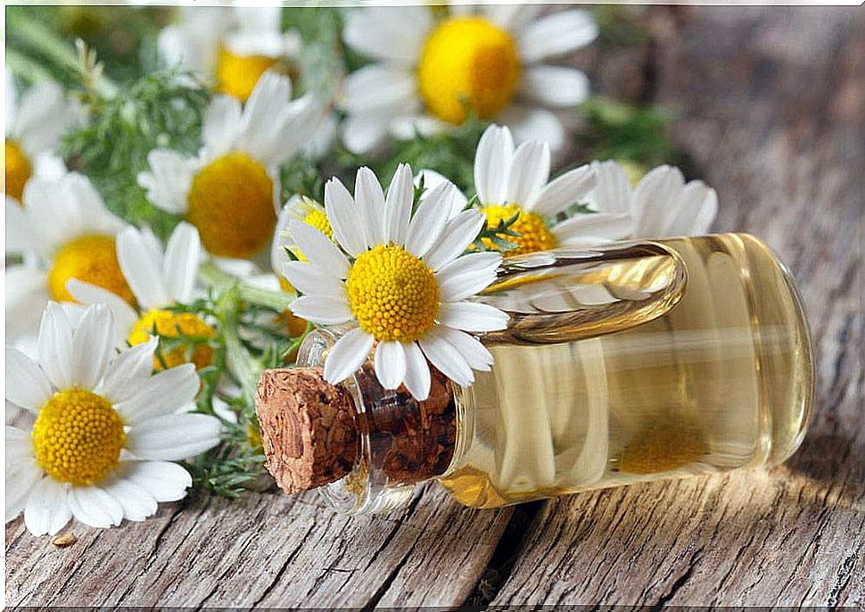 Chamomile essential oil to prevent muscle cramps