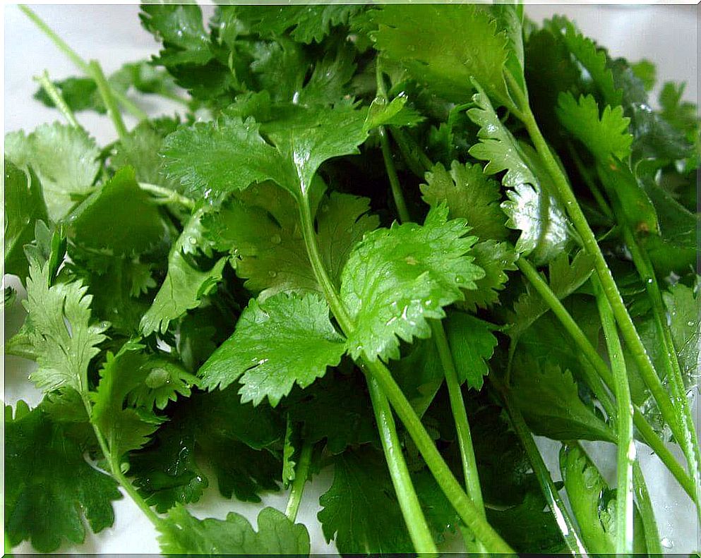 Coriander benefits.