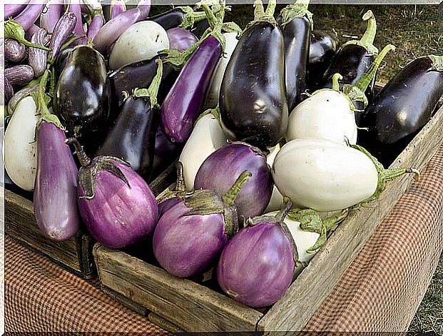 Eggplant NellieMcS