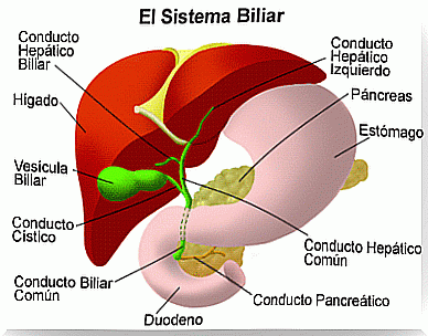 axis-liver-pancreas