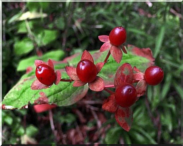 Cranberries