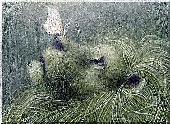 lion with butterfly, don't give up