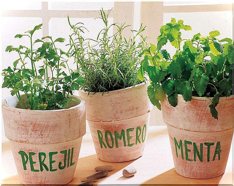 Pots filled with aromatic plants