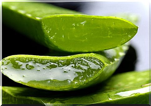 Aloe vera ,, remedy for burned skin