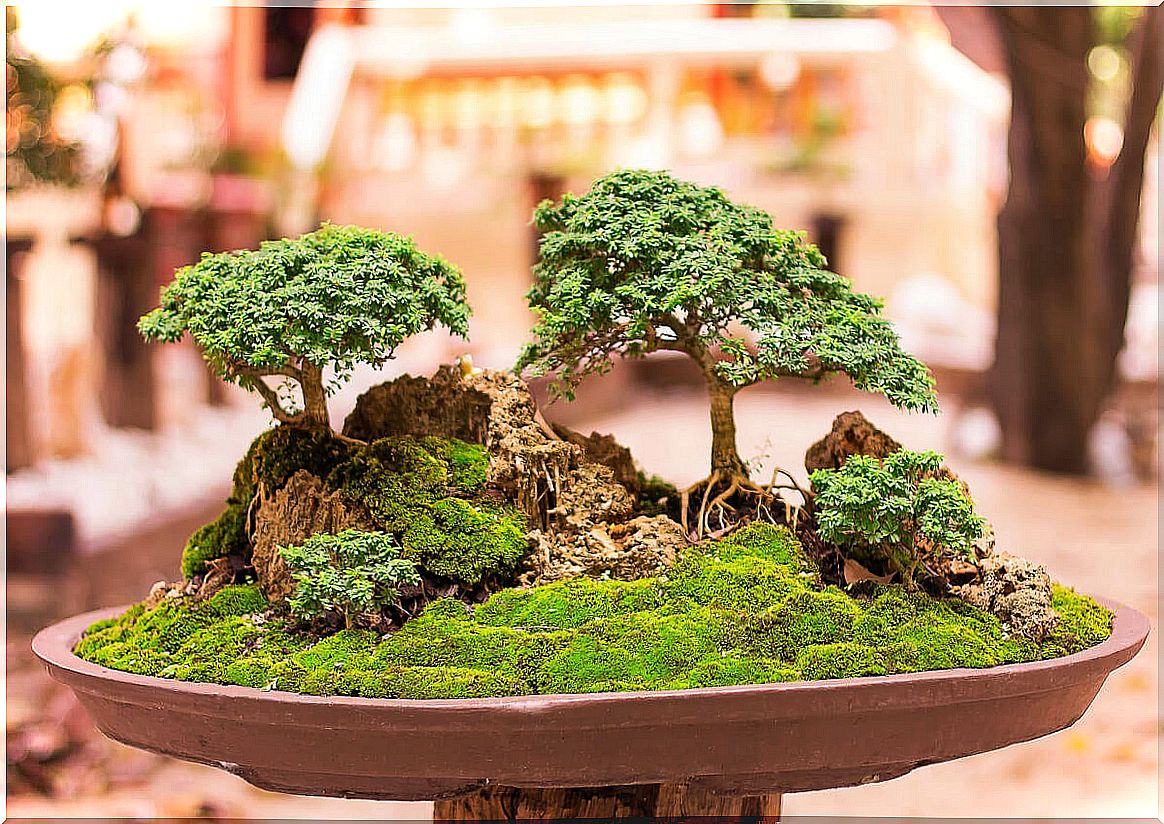 Bonsai landscape.