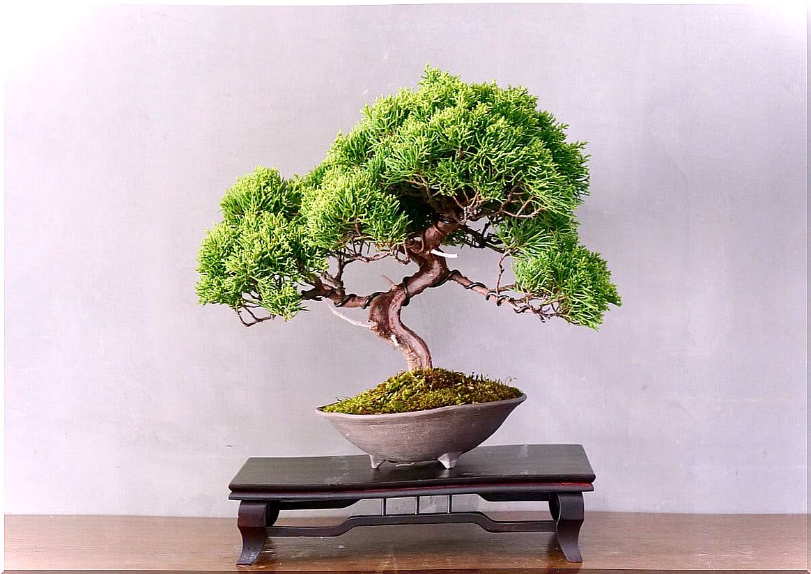 Bonsai tree.