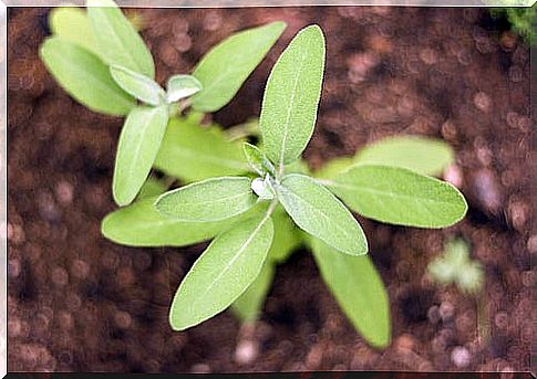 sage for anemia