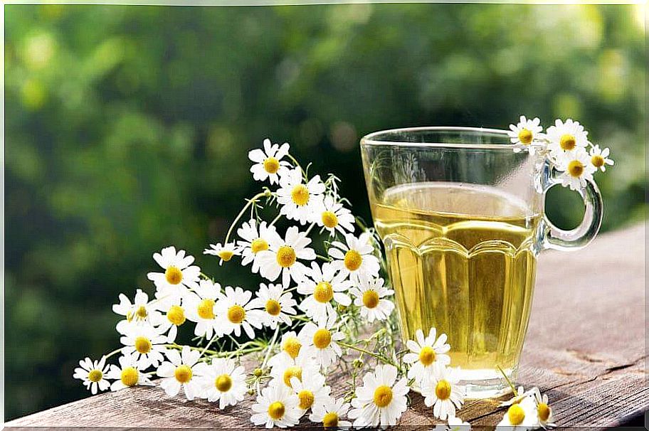 Chamomile is one of the best insect repellants