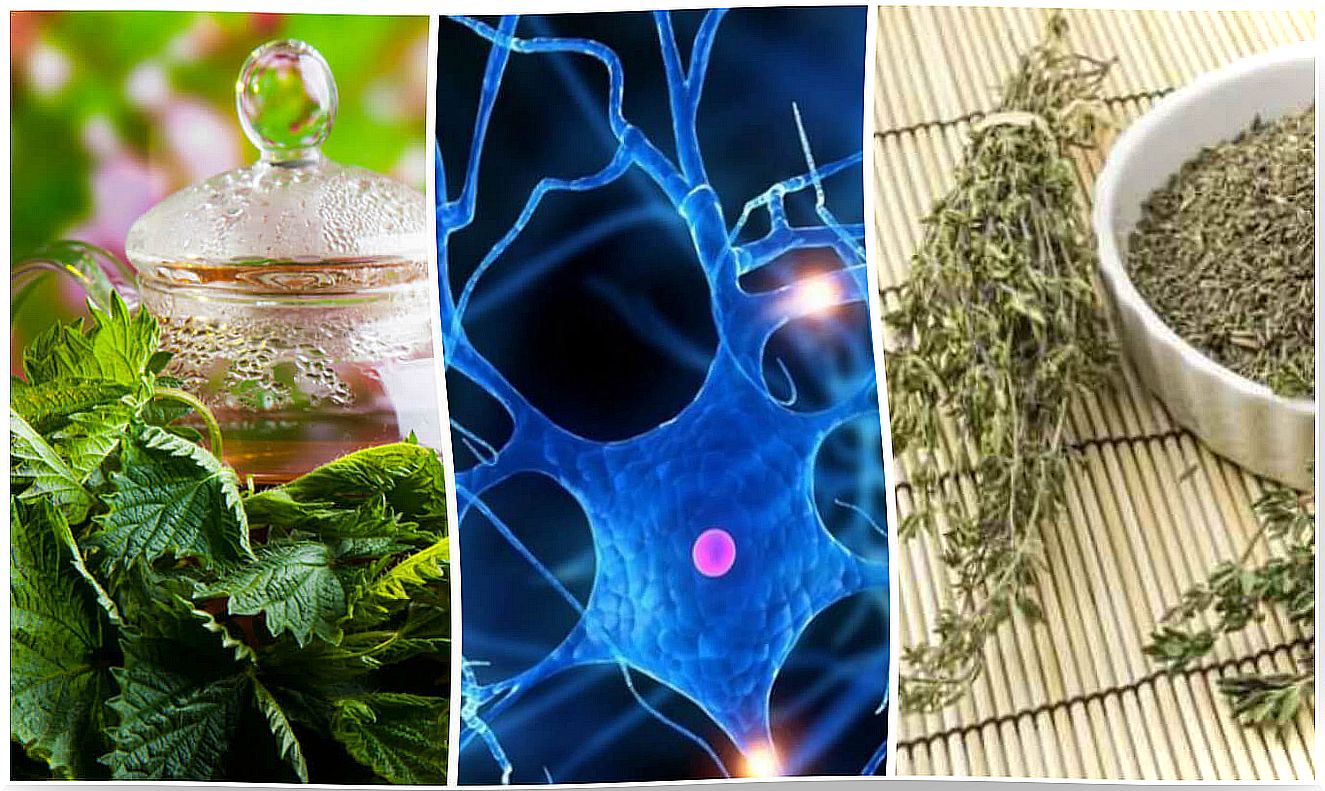 The 7 best medicinal plants to improve mental performance