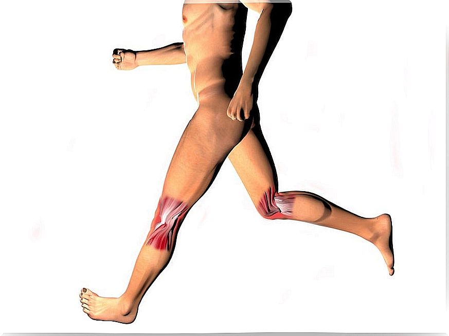 synovial joints