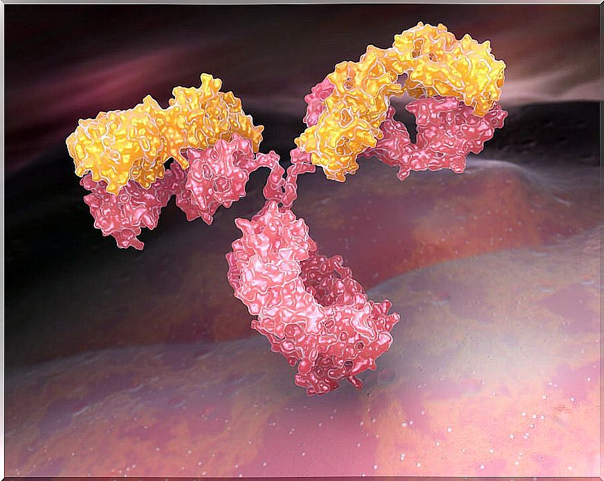 immunoglobulin