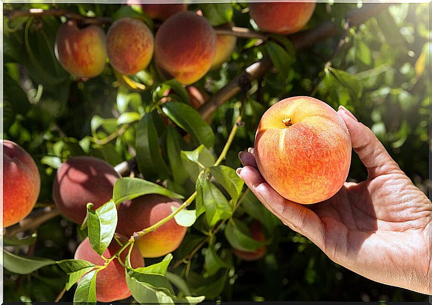 Hand with a peach.