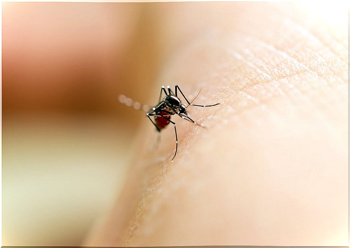 Female mosquito biting.